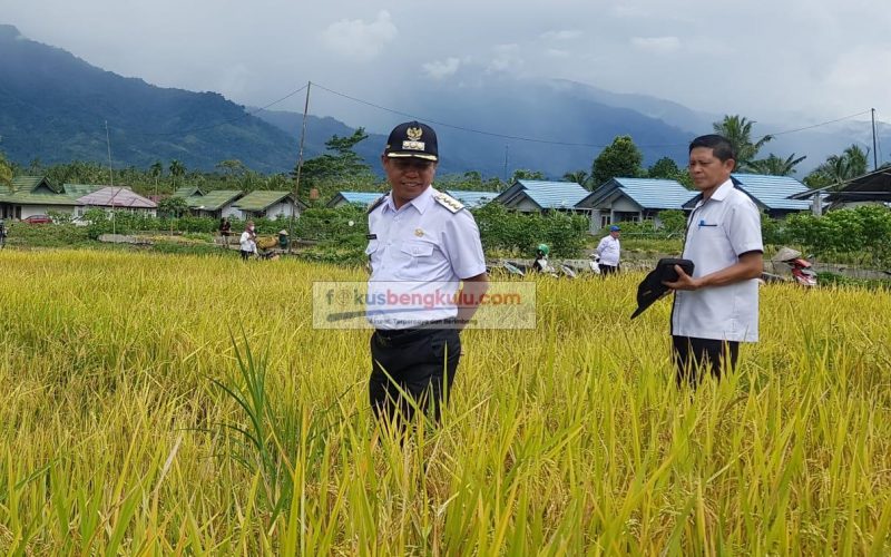 Bupati Lebong Kopli Ansori saat memantau panen padi MT-2 di Desa Nangai Tayau, Rabu (12/10/2022)