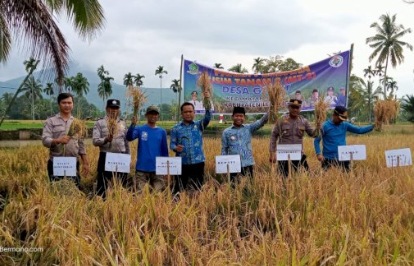 Bupati Lebong Kopli Ansori (tengah) saat ikut panen padi MT-2 di Desa Garut Kecamatan Amen, Kamis (16/11/2023)