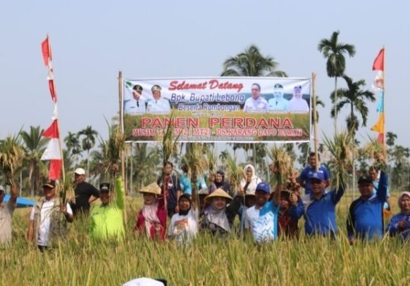 Bupati Lebong Kopli Ansori (tengah, topi biru) didampingi Sekretaris Daerah H Mustarani Abidin SH MSi saat ikut panen padi MT-II di Desa Karang Dapo Bawah Kecamatan Bingin Kuning, Jum'at (5/10/2023)