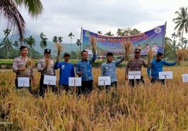 Bupati Lebong Kopli Ansori (tengah) saat ikut panen padi MT-2 di Desa Garut Kecamatan Amen, Kamis (16/11/2023)